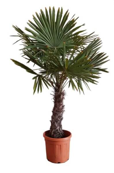 palmboom trachycarpu